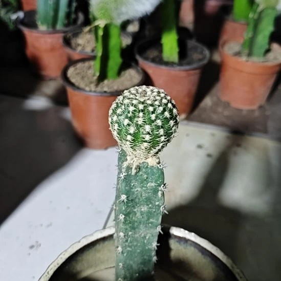 丽花魅影秀普嫁接清