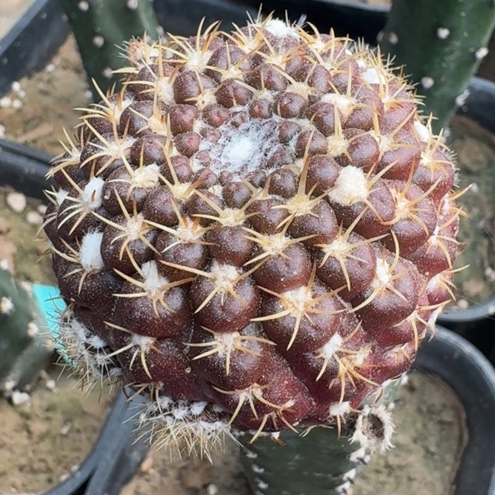 狼头66666666666666