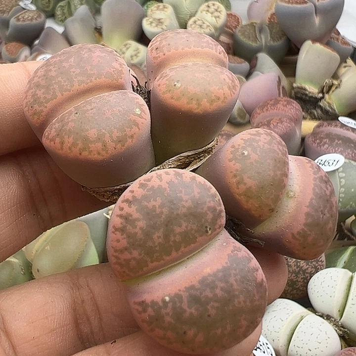 4537岛田紫柘榴有伤福利