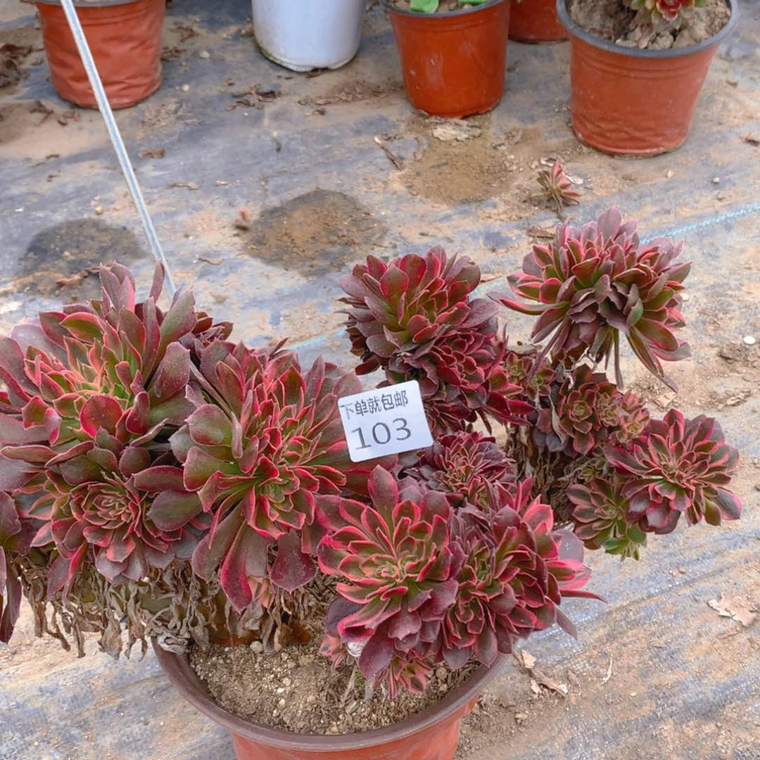 103雅典娜缀化多肉植物