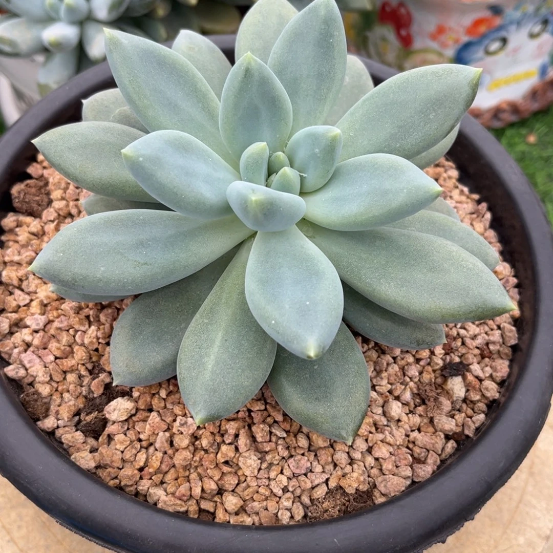 多肉植物哥特萝莉