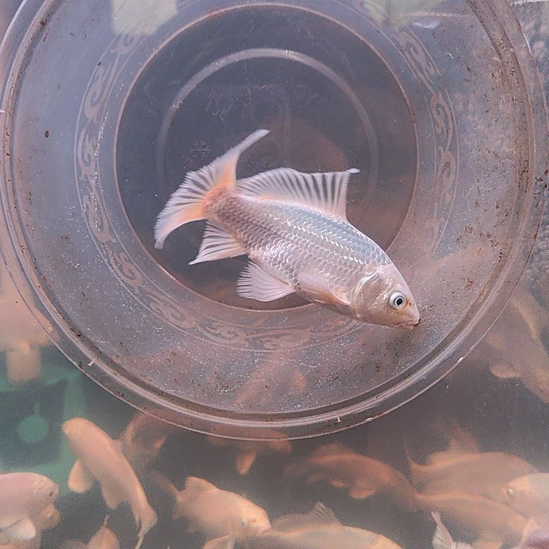 海水鱼白色蝴蝶鲤