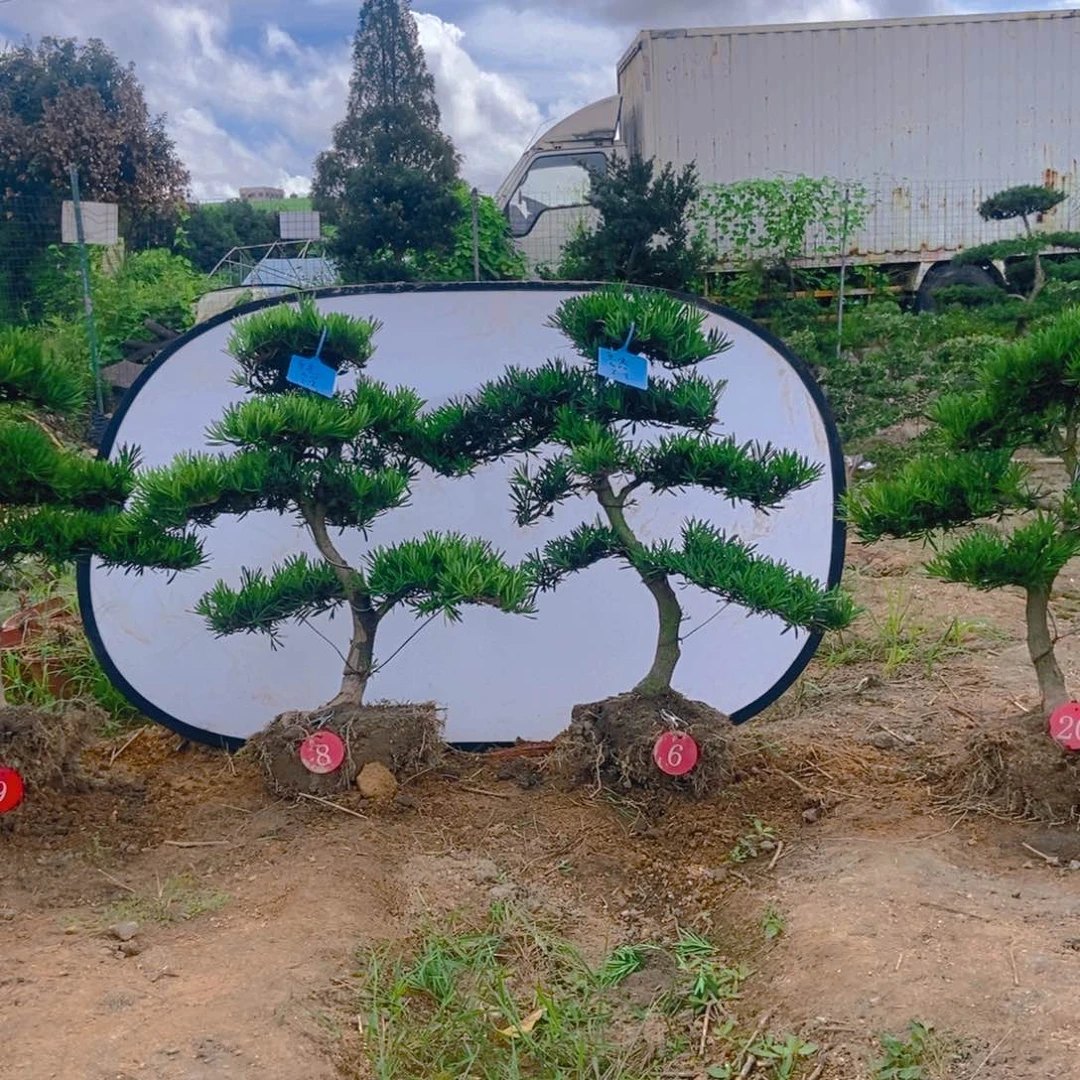 八****3八妹一对一链接