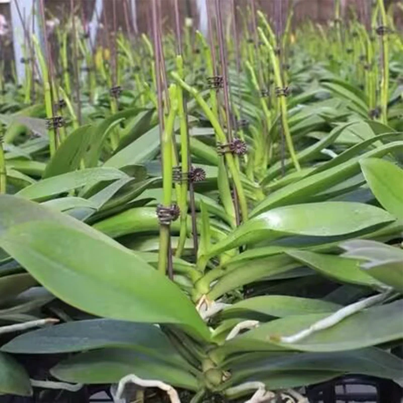 网红蝴蝶兰苗花期长久欧品蝴蝶兰大苗壮苗客厅室内植物花卉好养活