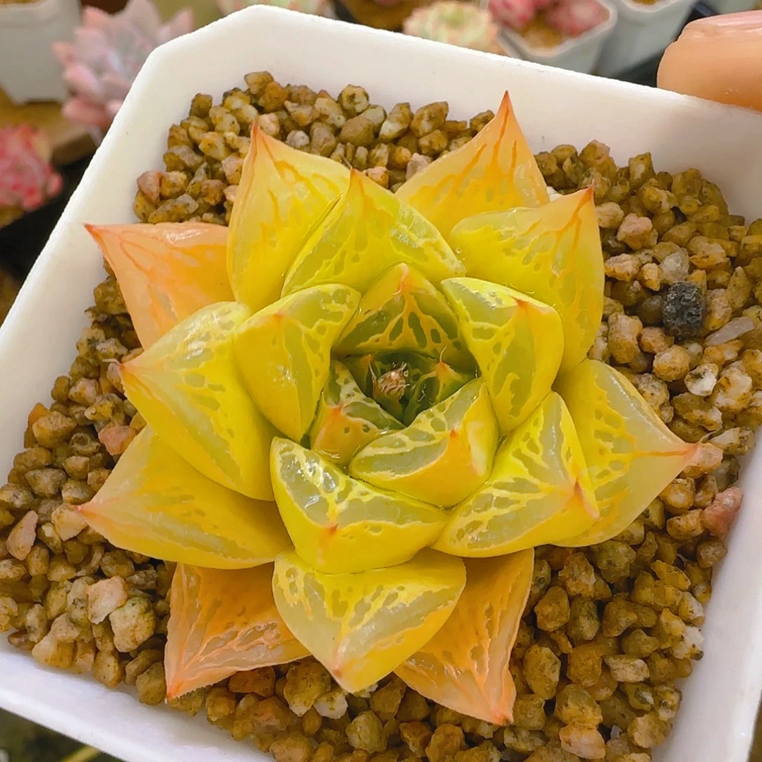 宝草，064，仙农出品多肉