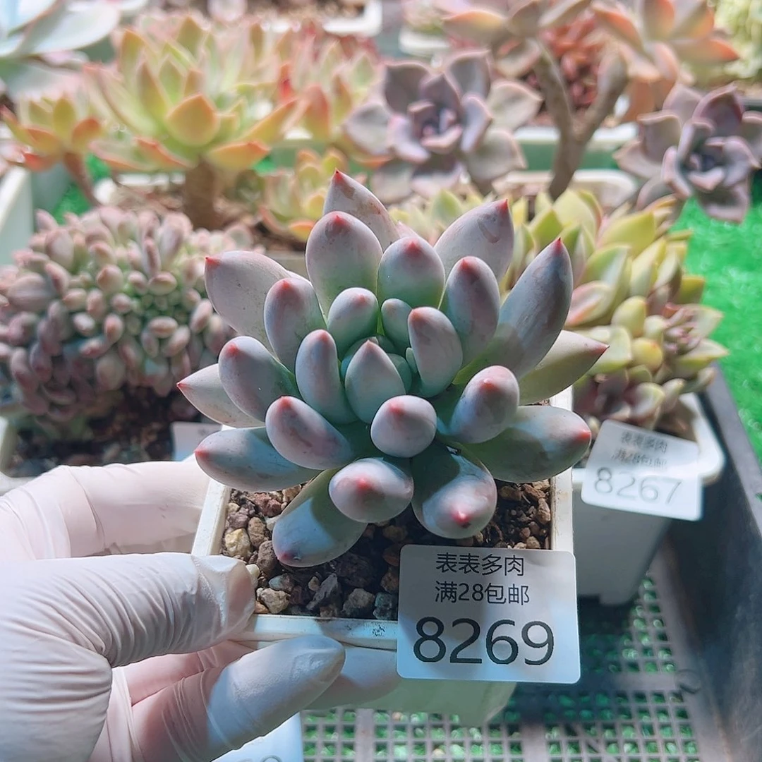 无花朵多肉一物一拍8269