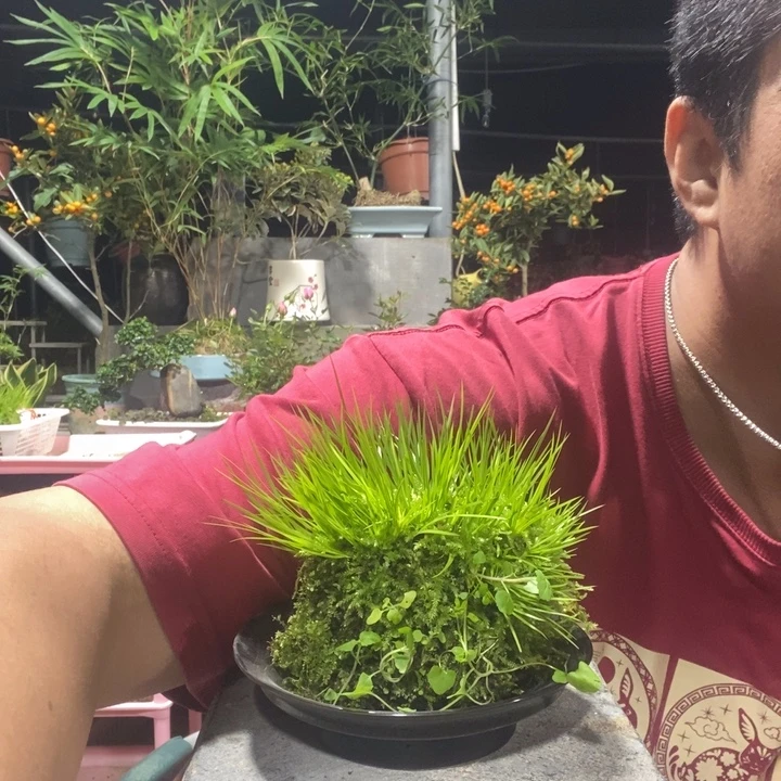 木***桔以实际为准盆景绿植盆栽191