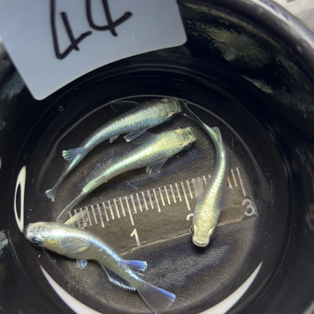 青鳉鱼44。