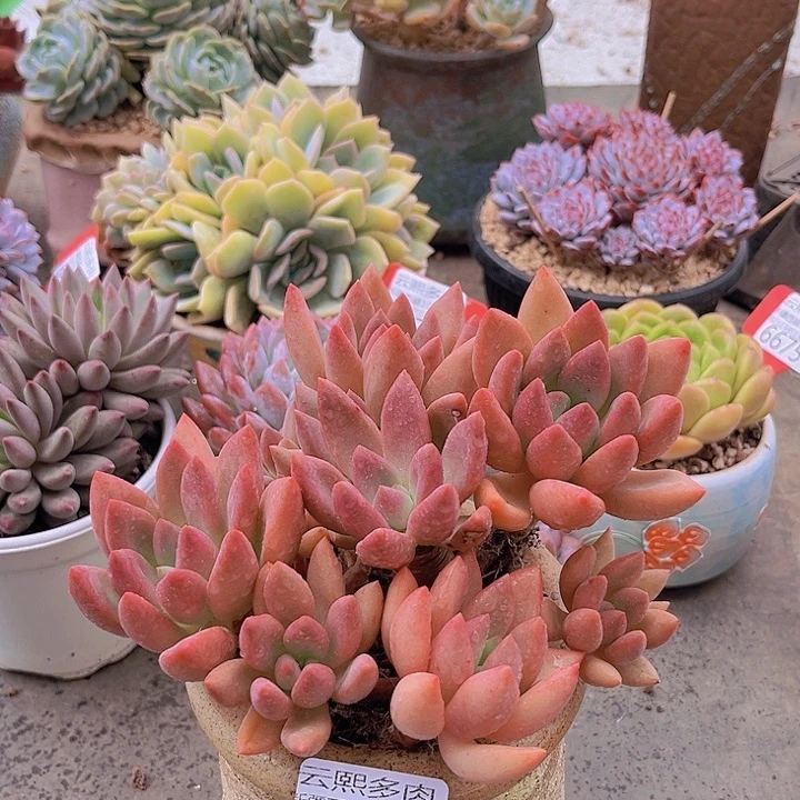 6699桃花源。