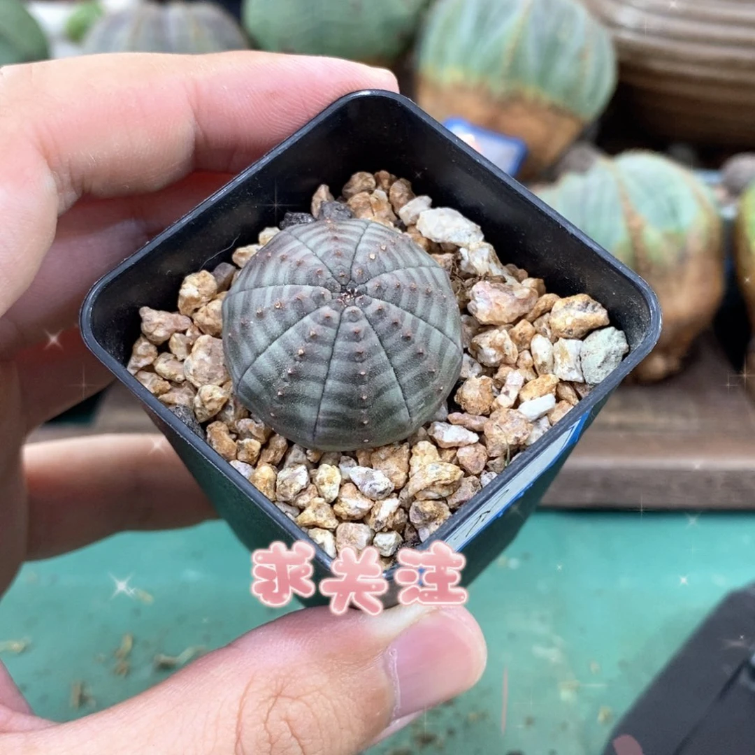 欧系实生布纹球多肉植物