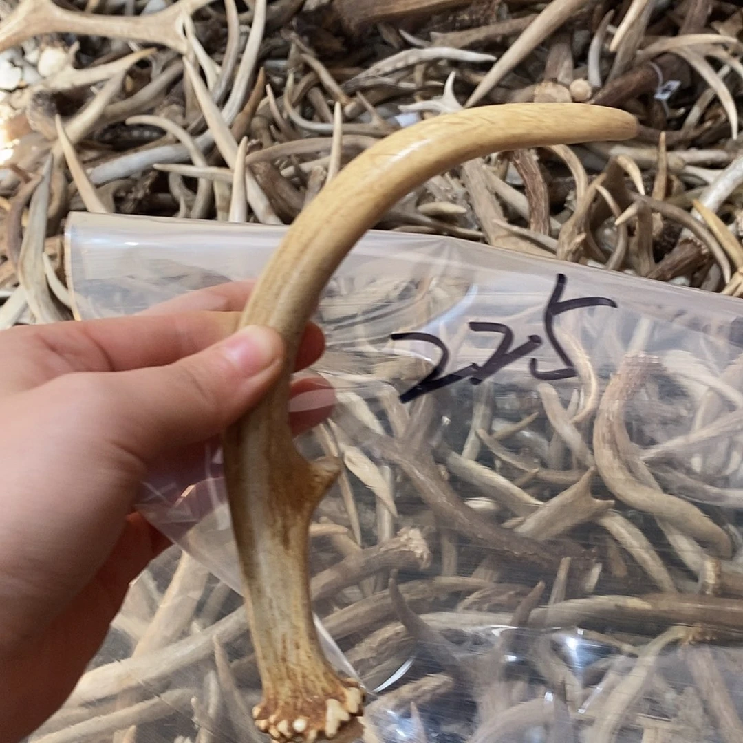 熊****非金属鹿鹿鹿鹿角鹿角