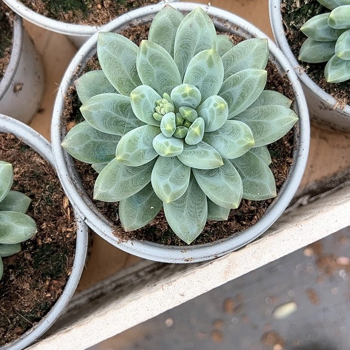 【闪购商品】卡布奇诺