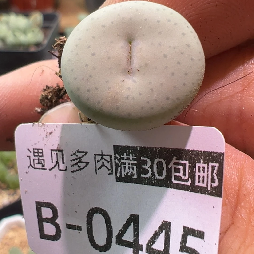 多肉植物111111111111