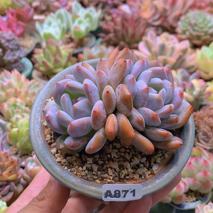 一物一拍含盆土满38包邮A871