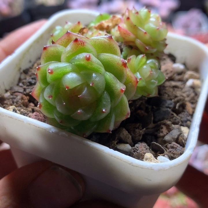 灯泡珍妮裙一物一拍