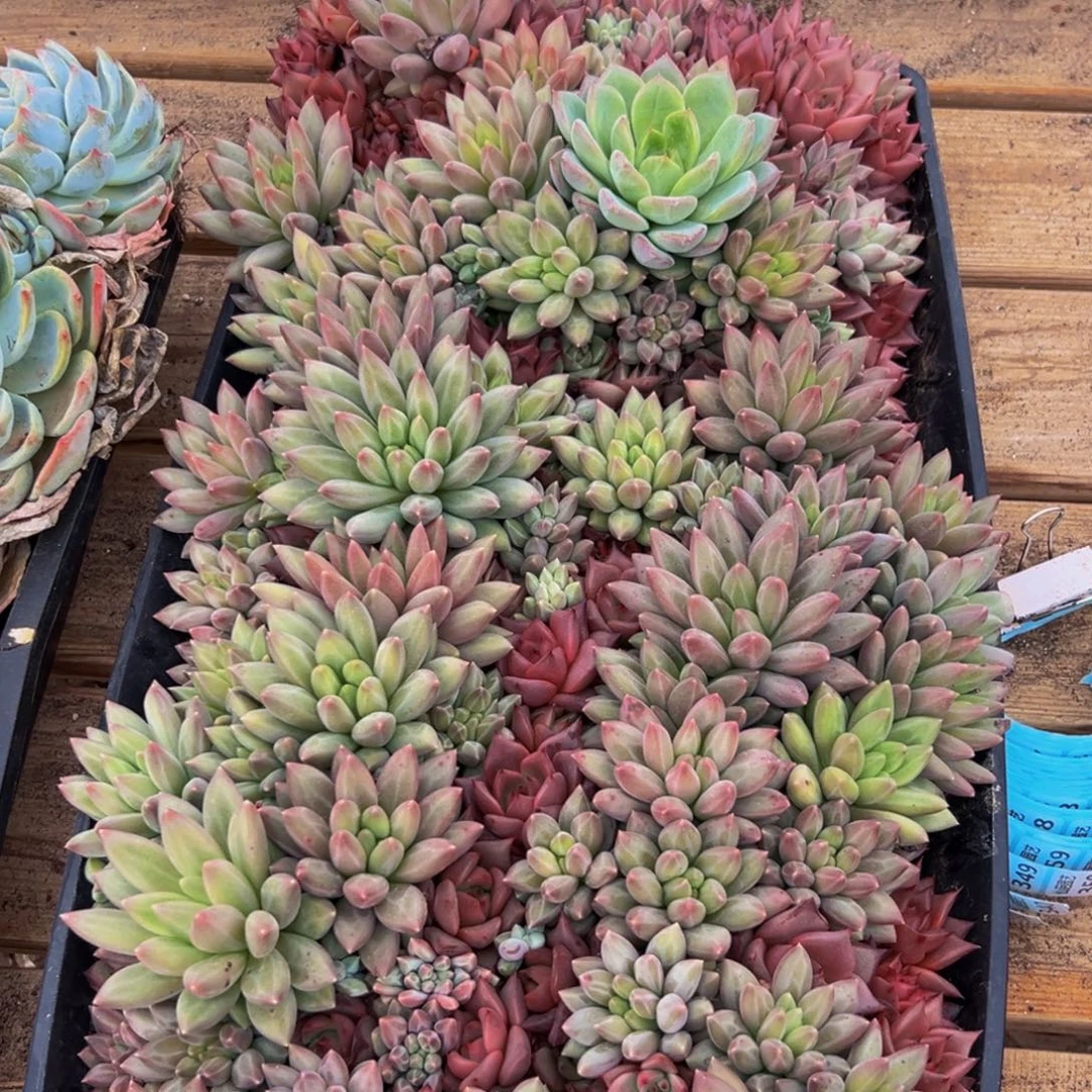 天***播325多肉植物和植物在这里繁衍