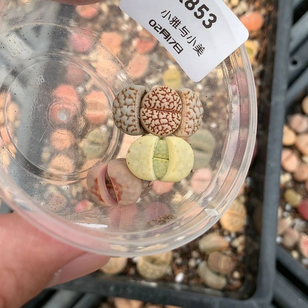 屿*K853多肉植物保护