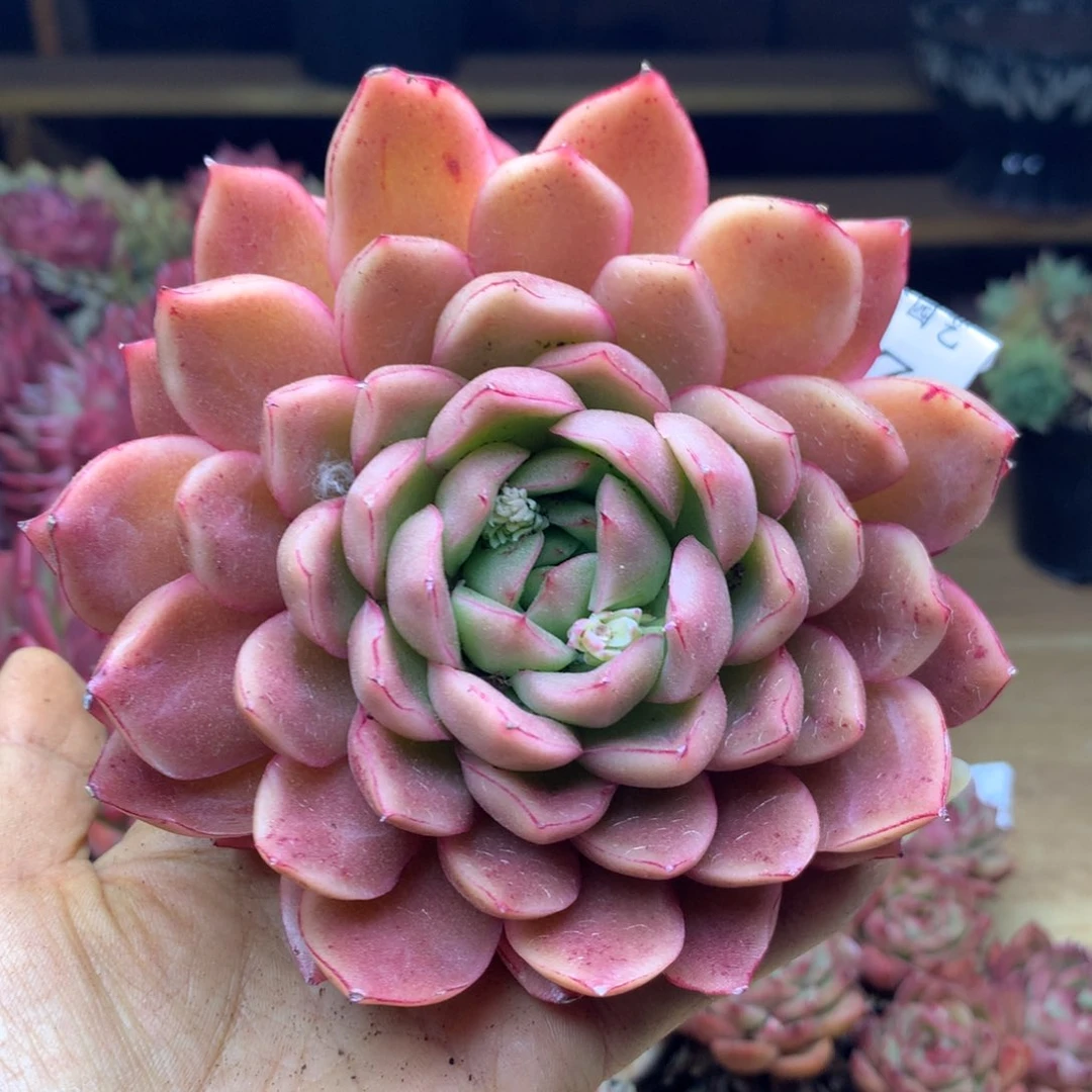 1873杂交精品基地12冠