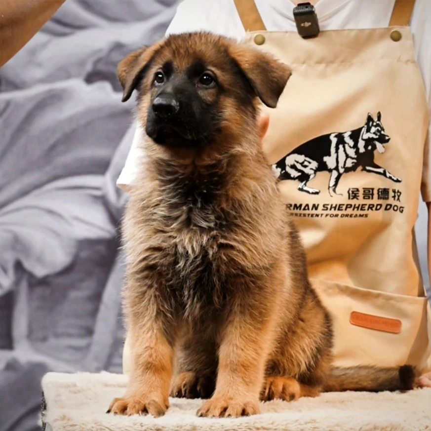 【侯哥德牧】西德牧羊犬乌蓝小公  大熊