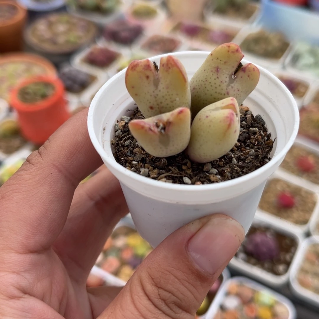 963多肉植物生长