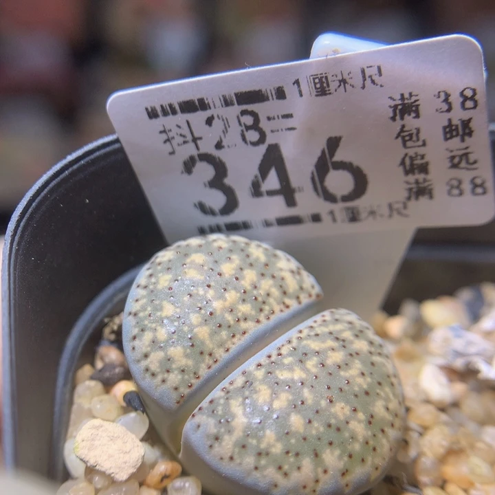 精品生石花28.346