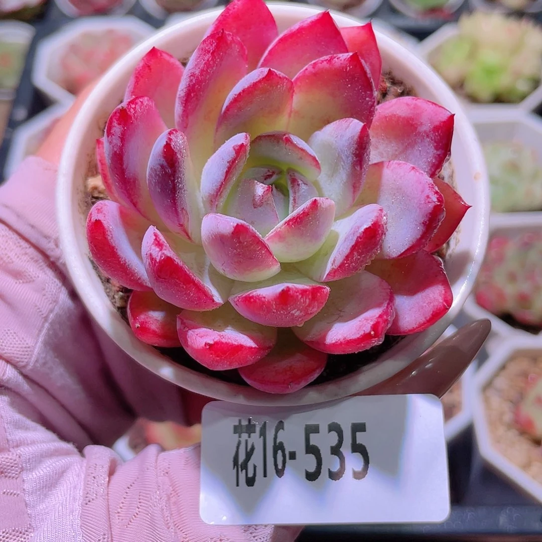 花利美16-535女王玫瑰