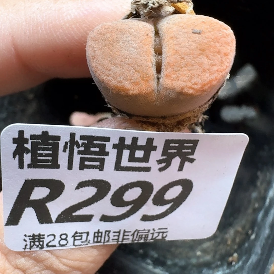 生日植物的人生地方fg