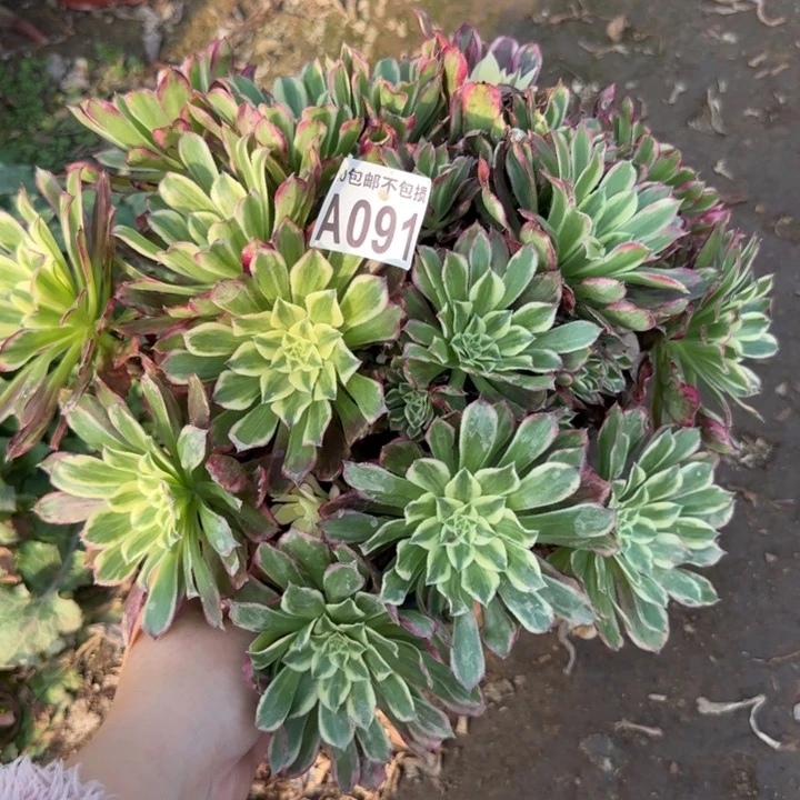 天河……多肉植物……