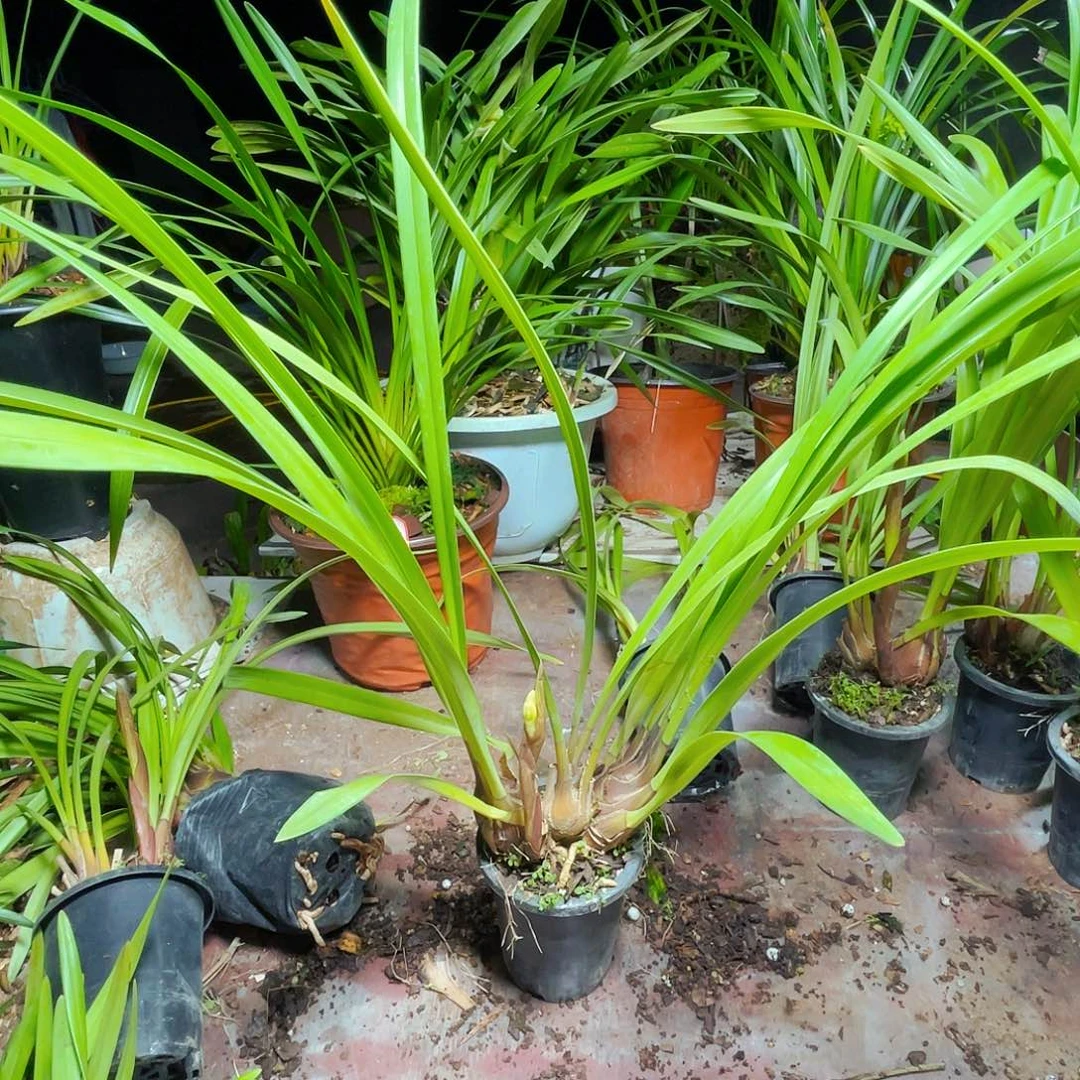 无花朵蝴蝶公主虎头兰