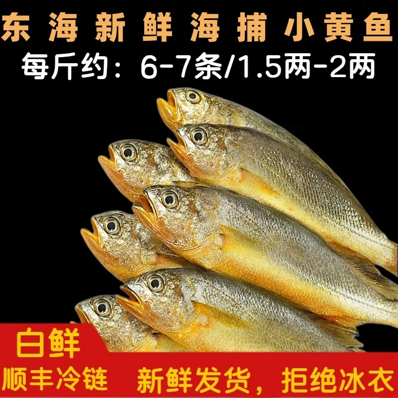 东海新鲜海捕小黄鱼4斤 特产年货 鲜货鲜发 顺丰冷链  1斤6-7条