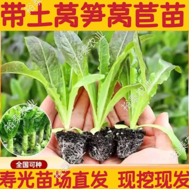 青皮莴笋苗红皮莴笋莴苣苗正宗绿叶莴笋苗秋冬季各种秧苗盆栽耐寒
