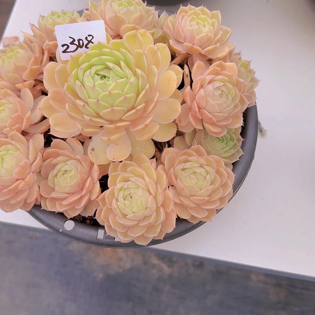 薄***光2308昂斯诺多肉植物