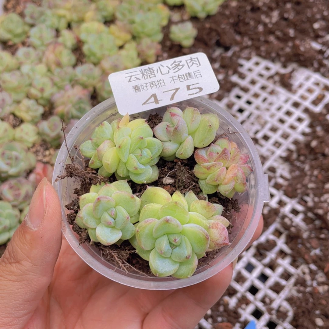 云糖心多肉植物475