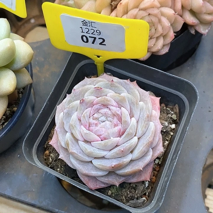 福利多多。1229072