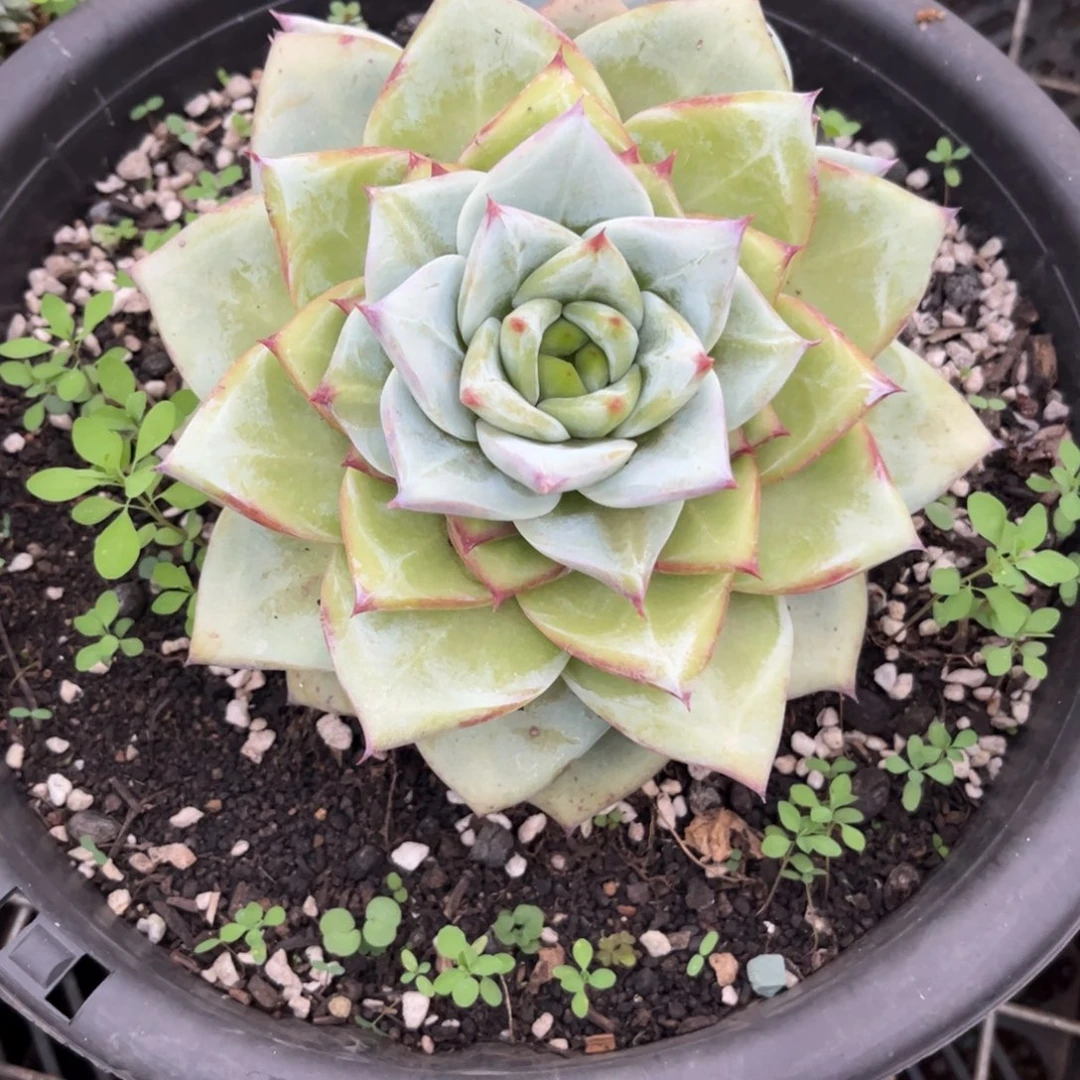 新疆西藏内蒙不包邮，卡杂
