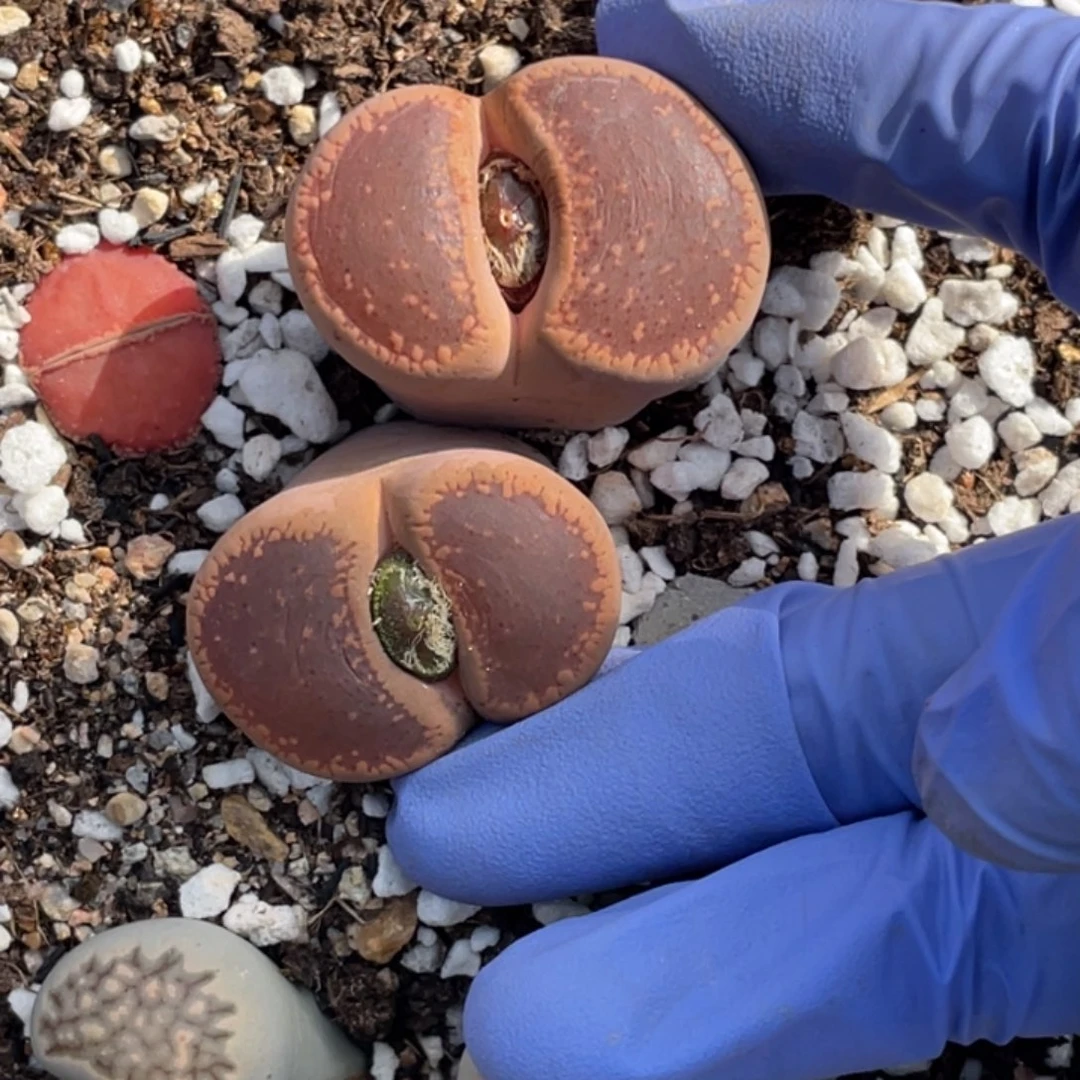 非偏远满20包邮781