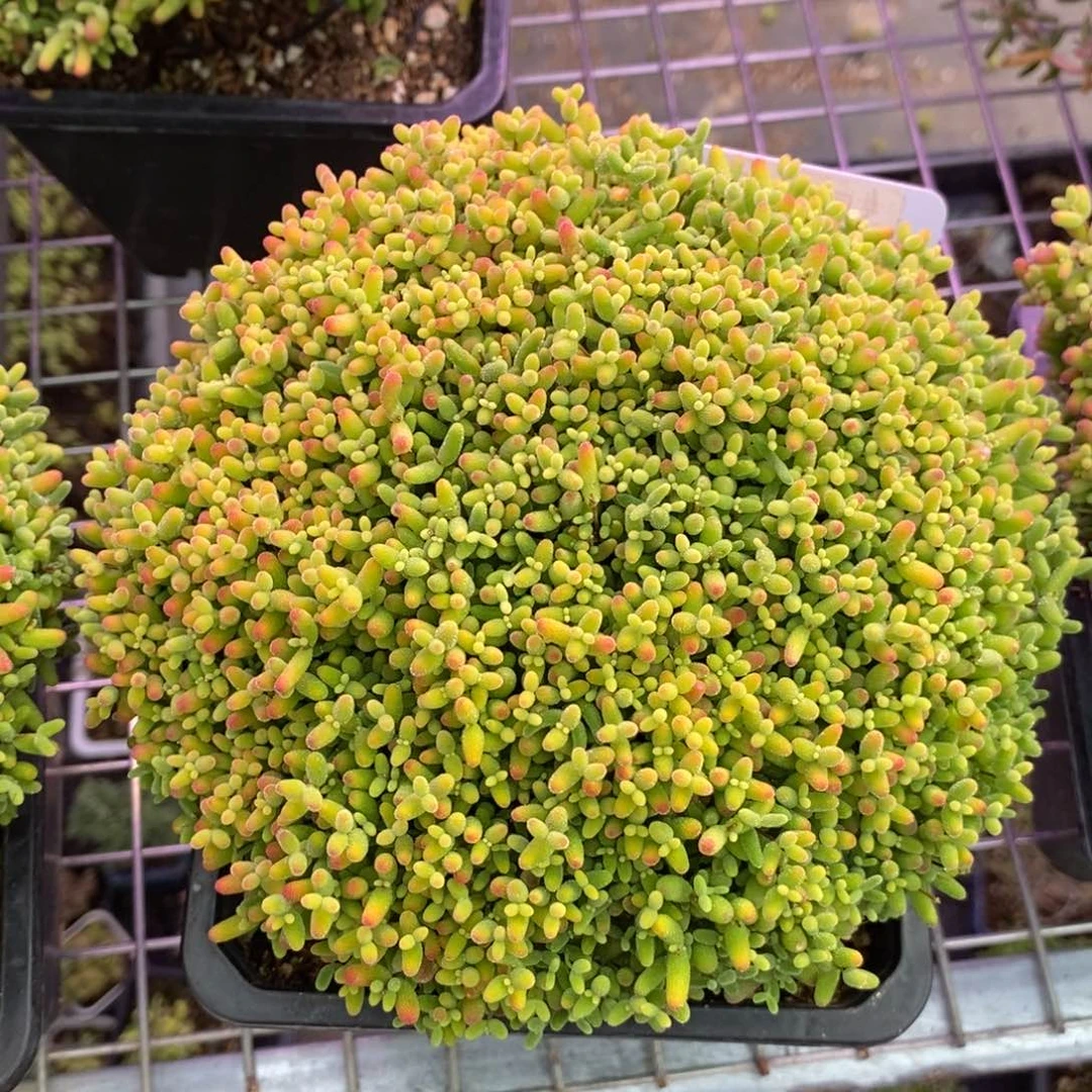 瞌**熊34蜜橘糖球。