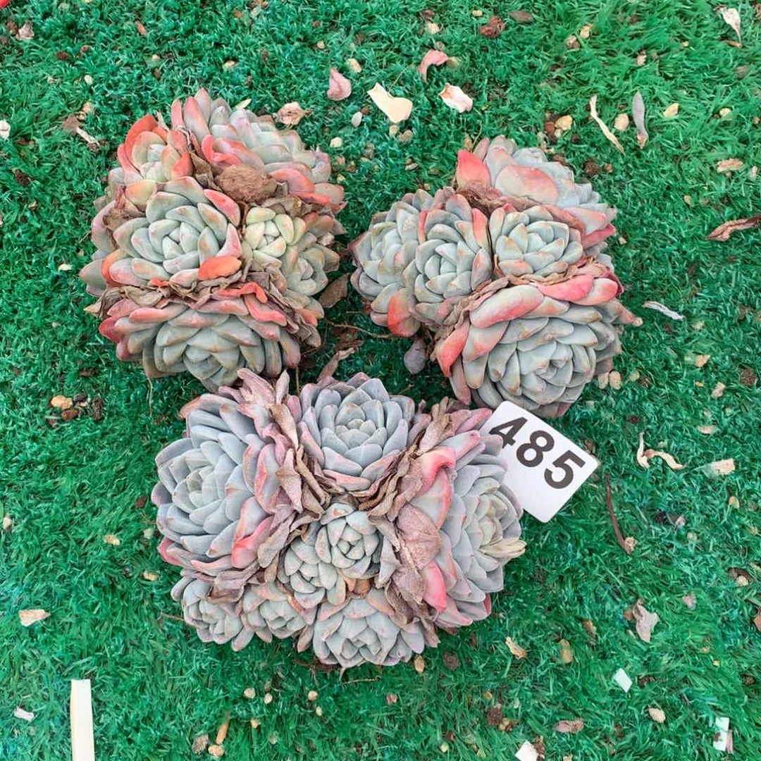 3颗冰玉多肉，485