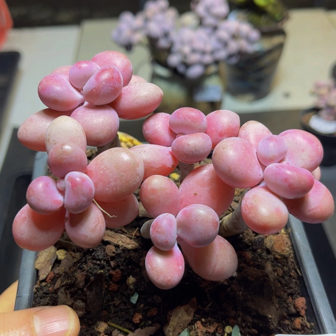 529 糖果桃蛋10 厘米