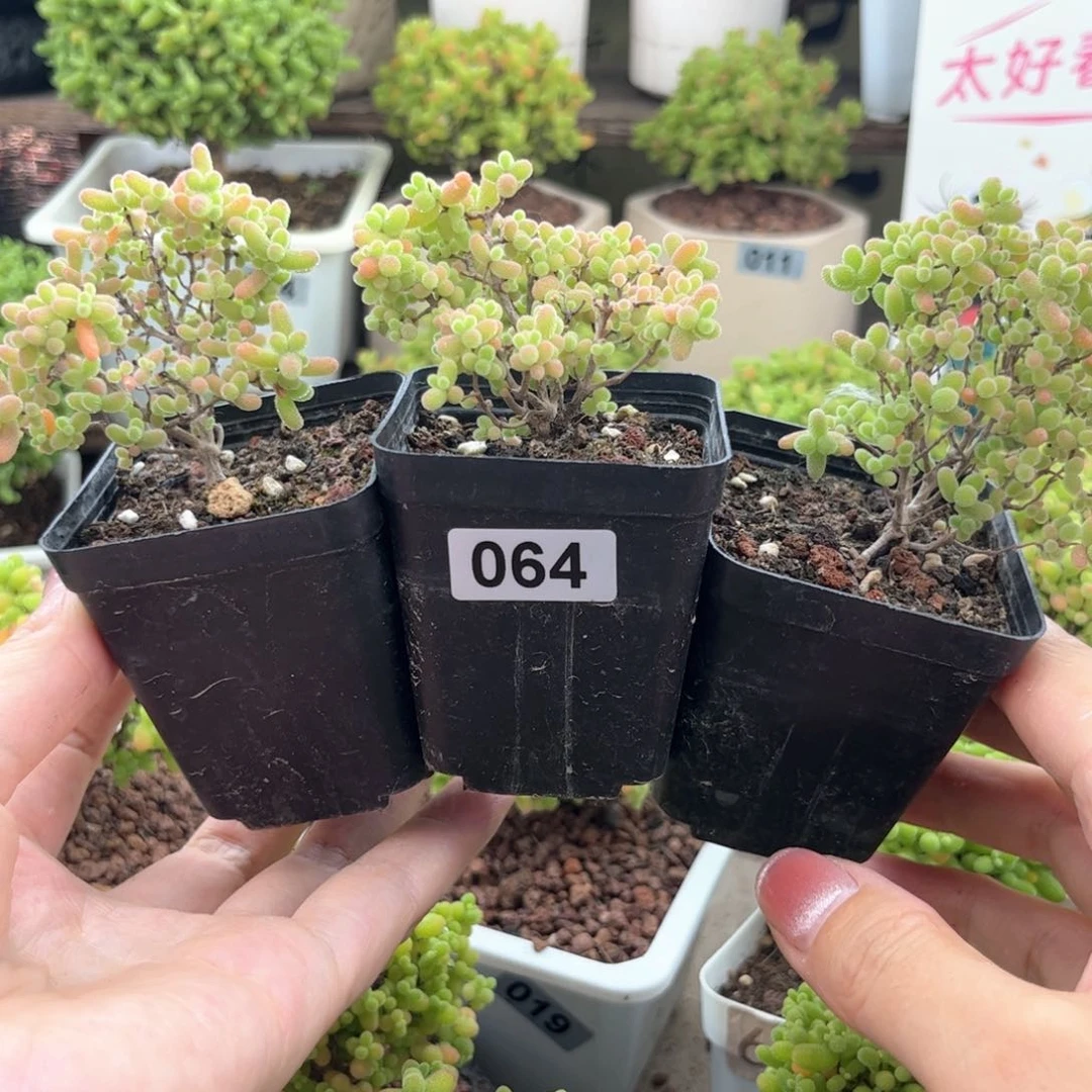 无花朵064蜜桔可爱多肉