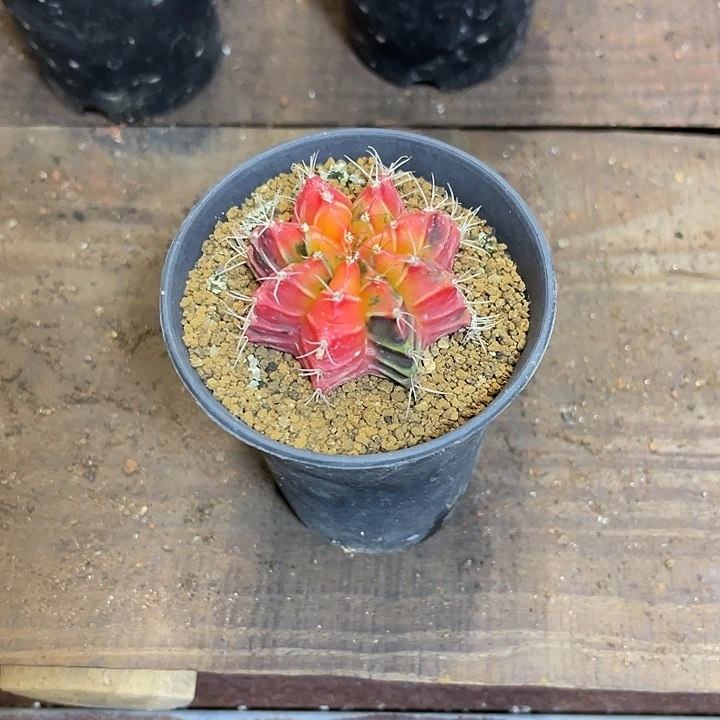 完全开放茶****鱼仙人球好好看好漂亮25