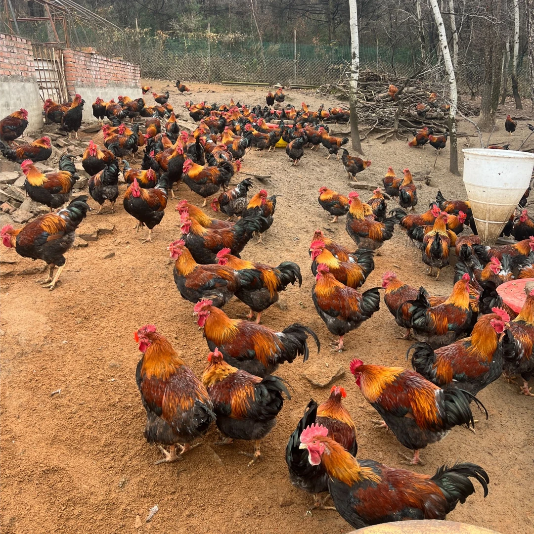 纯正东北溜达鸡公鸡两只现宰现杀赠送一份野生榛蘑【顺丰包邮】