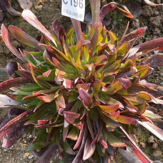 196墨法多肉植物