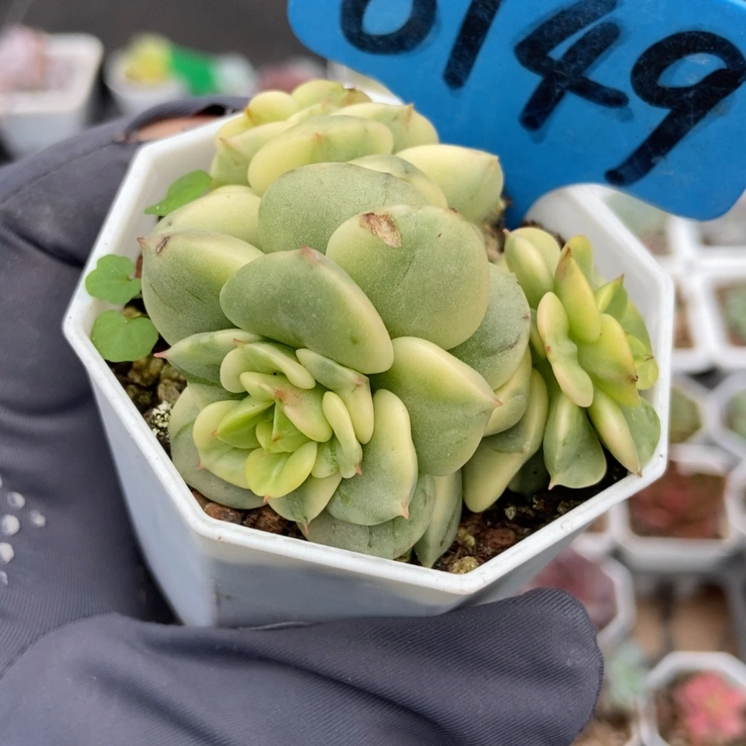 6149蜡牡丹锦多肉植物