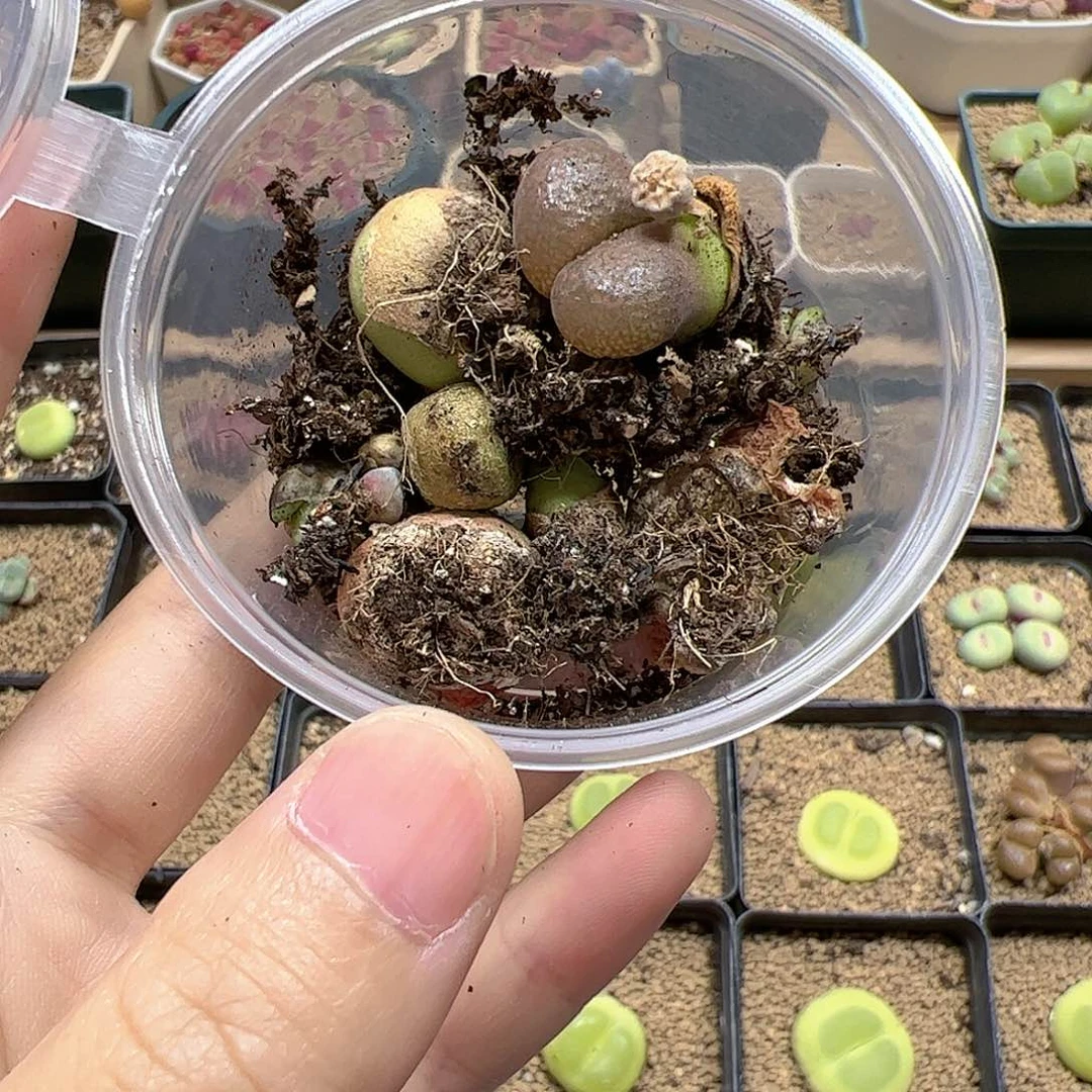 【闪购商品】347 端午福利