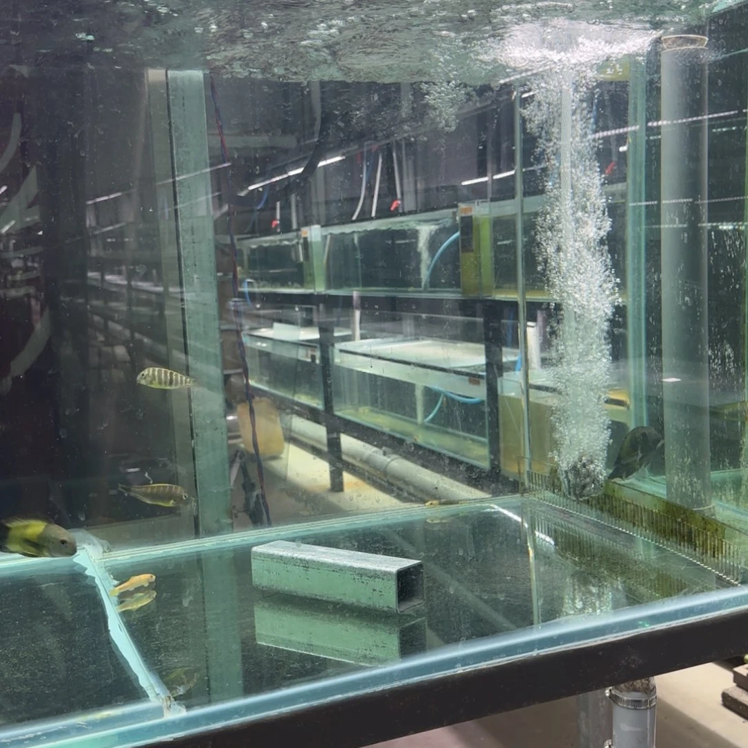 8***春慈鲷野生黄宽带蝴蝶一条