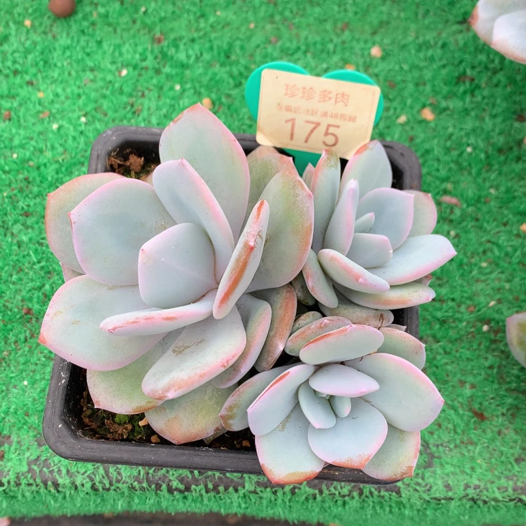 明****韩版奶茶无砍平头175