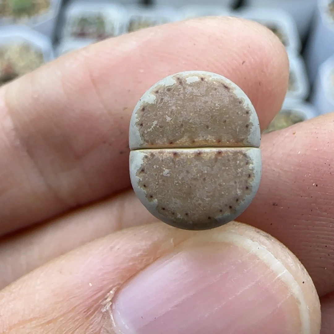 434饼干218 清框福利30包邮