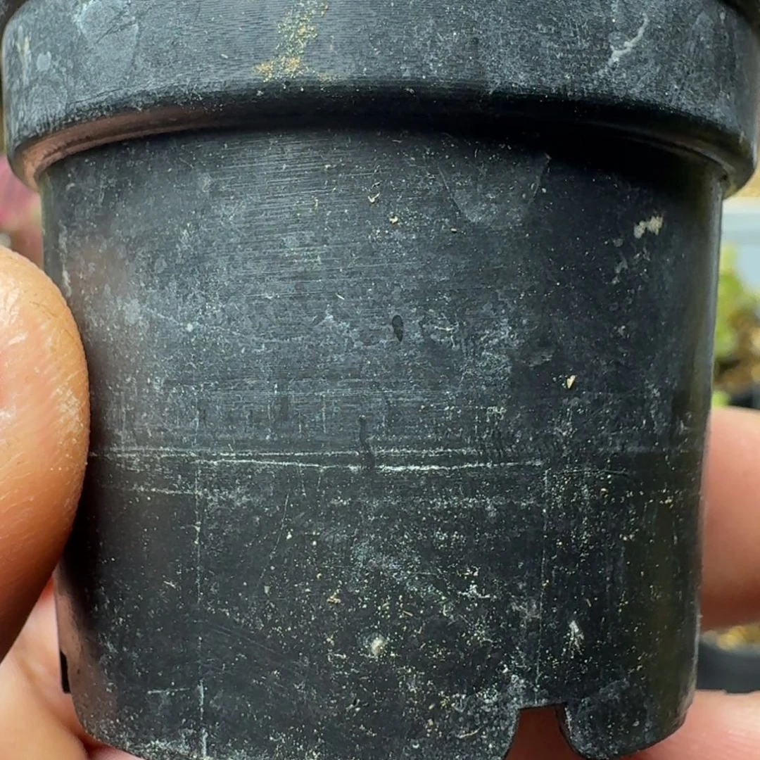 戴*呆多肉植物枝干番杏