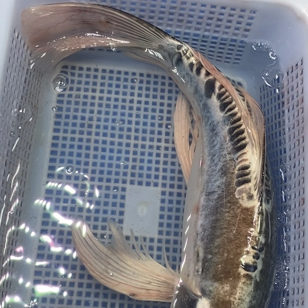 锦鲤冷水锦鲤包邮